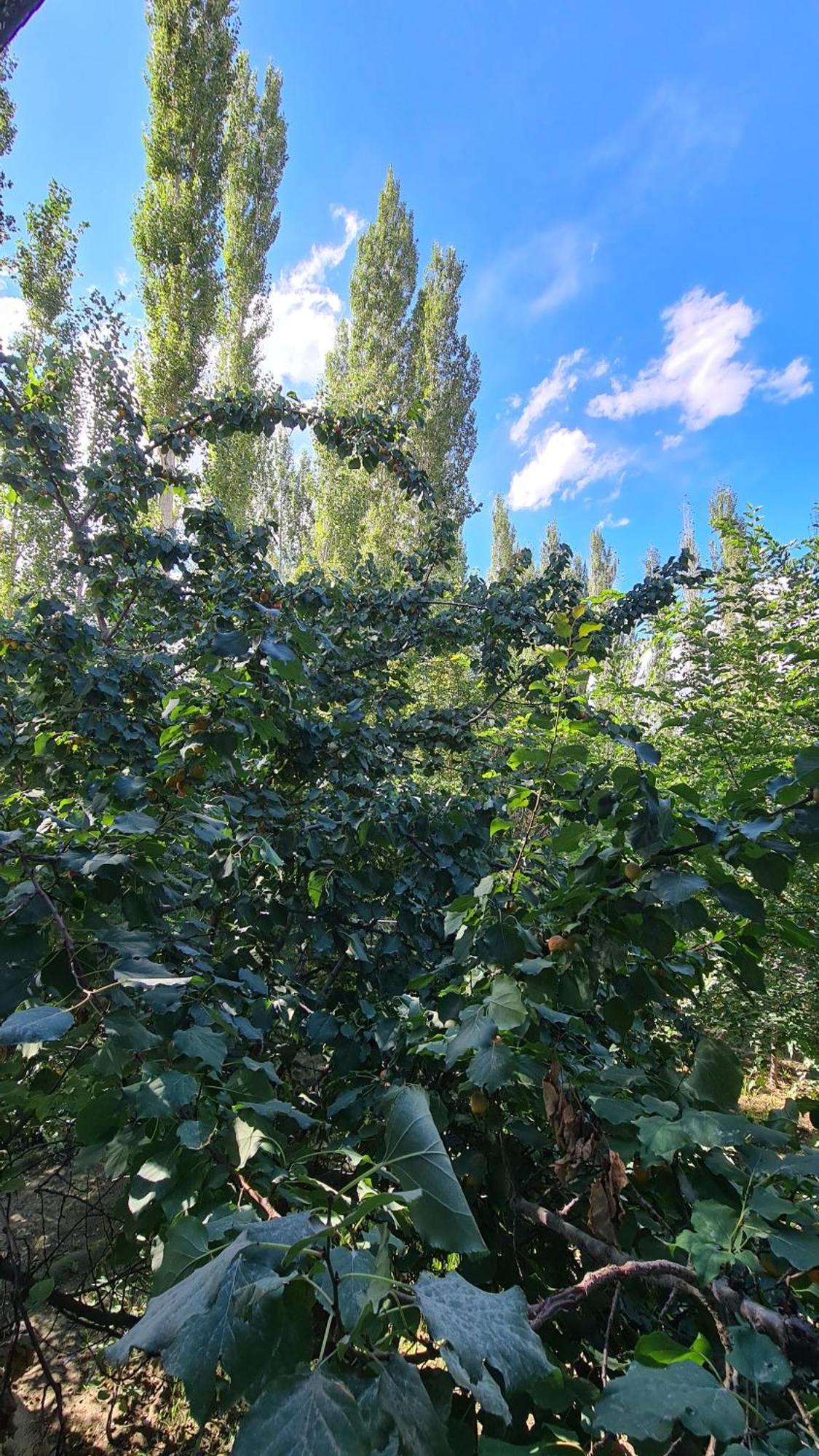 Rus Olive Lodge Skardu Rum bild